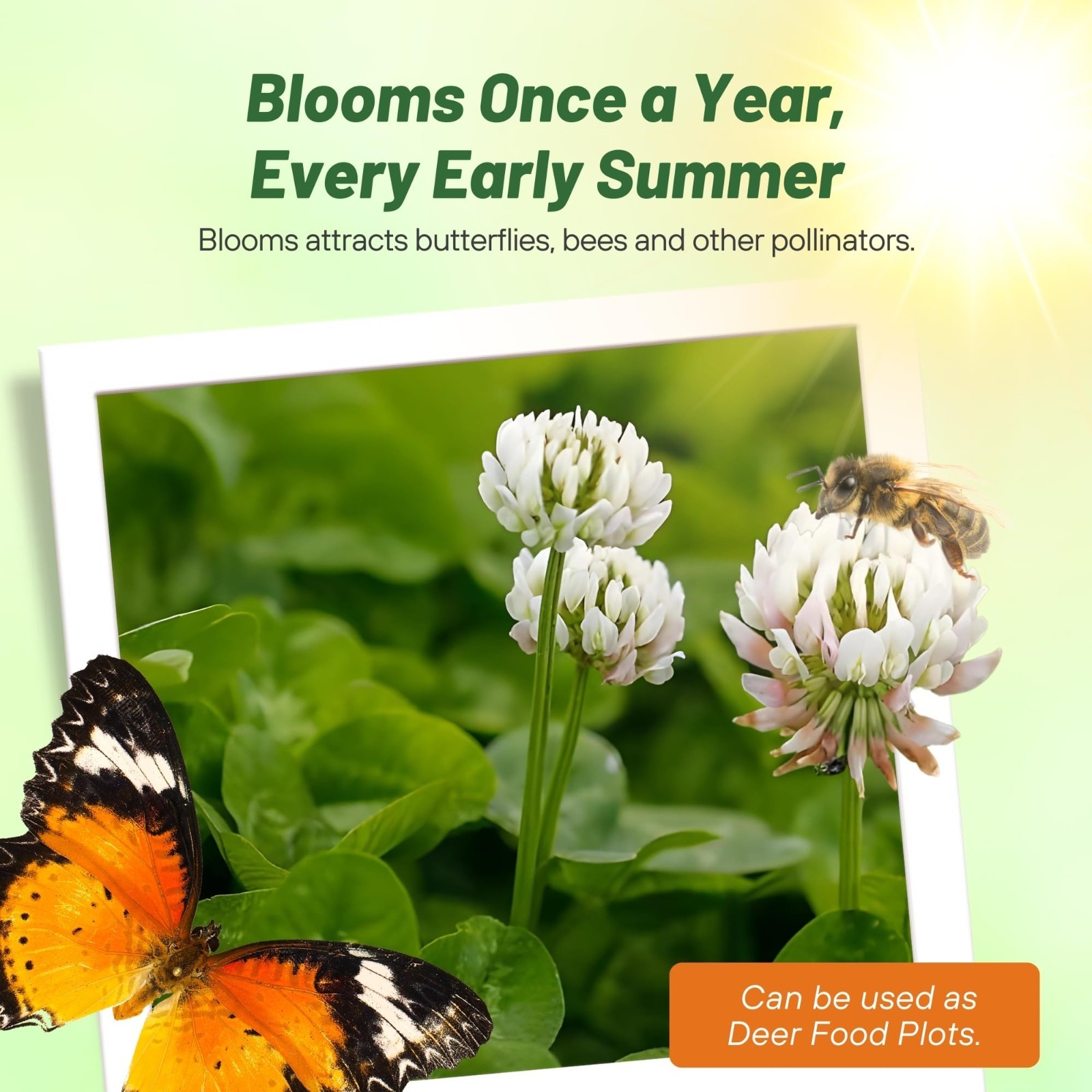 Perennial White Dutch Clover Seed 5 lbs – Nitrocoated, Inoculated, Lawn Alternat