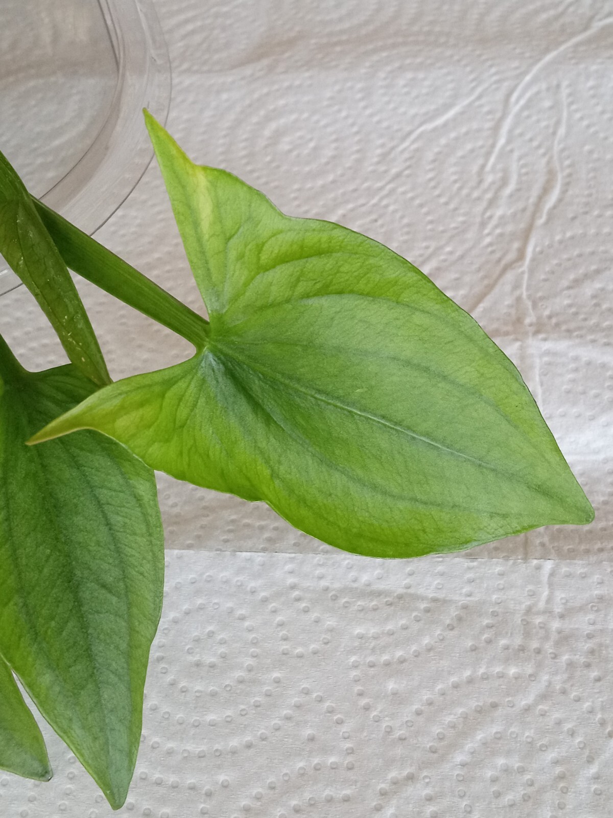 1 Edible Aquatic Broadleaf Arrowhead 茨菇 Sagittaria Latifolia Water Garden Plant