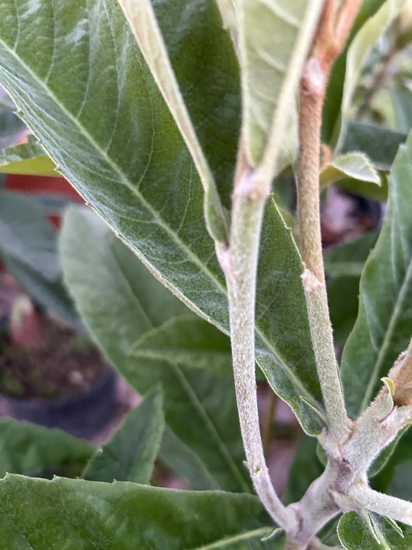 Loquat – Honey Dew – 2 cuttings/scions for grafting, Japanese variety