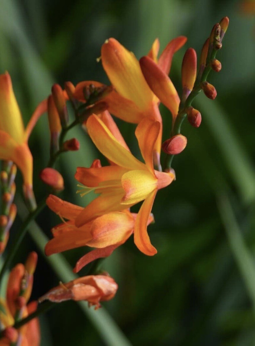 Falling Stars, Crocosmia Aurea, Valentine Flower – 10 seeds 2023 – USA