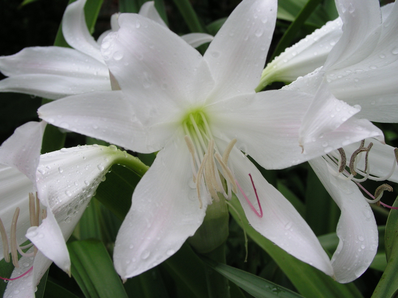 Crinum Lily, GRAB BAG, 30 bulbs, at least 10 types – over 50% off