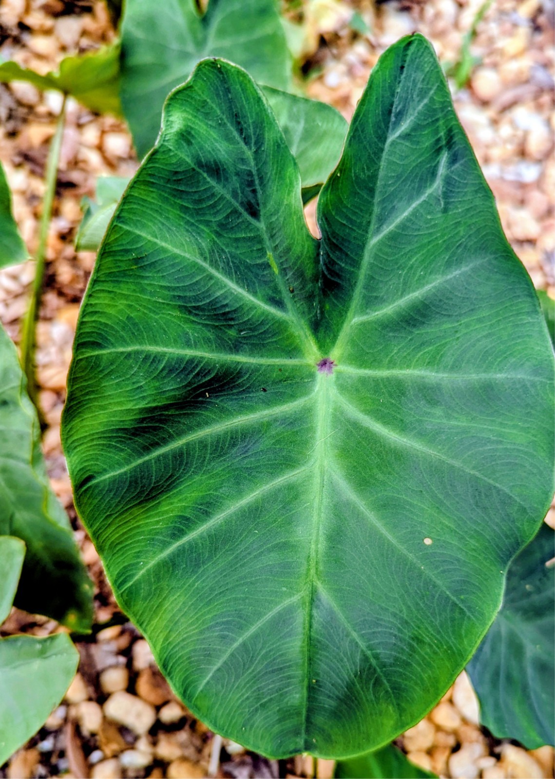 3 Live Elephant Ear Bulbs Sprouts Dwarf Compact Colocasia Tropical Patio Plant