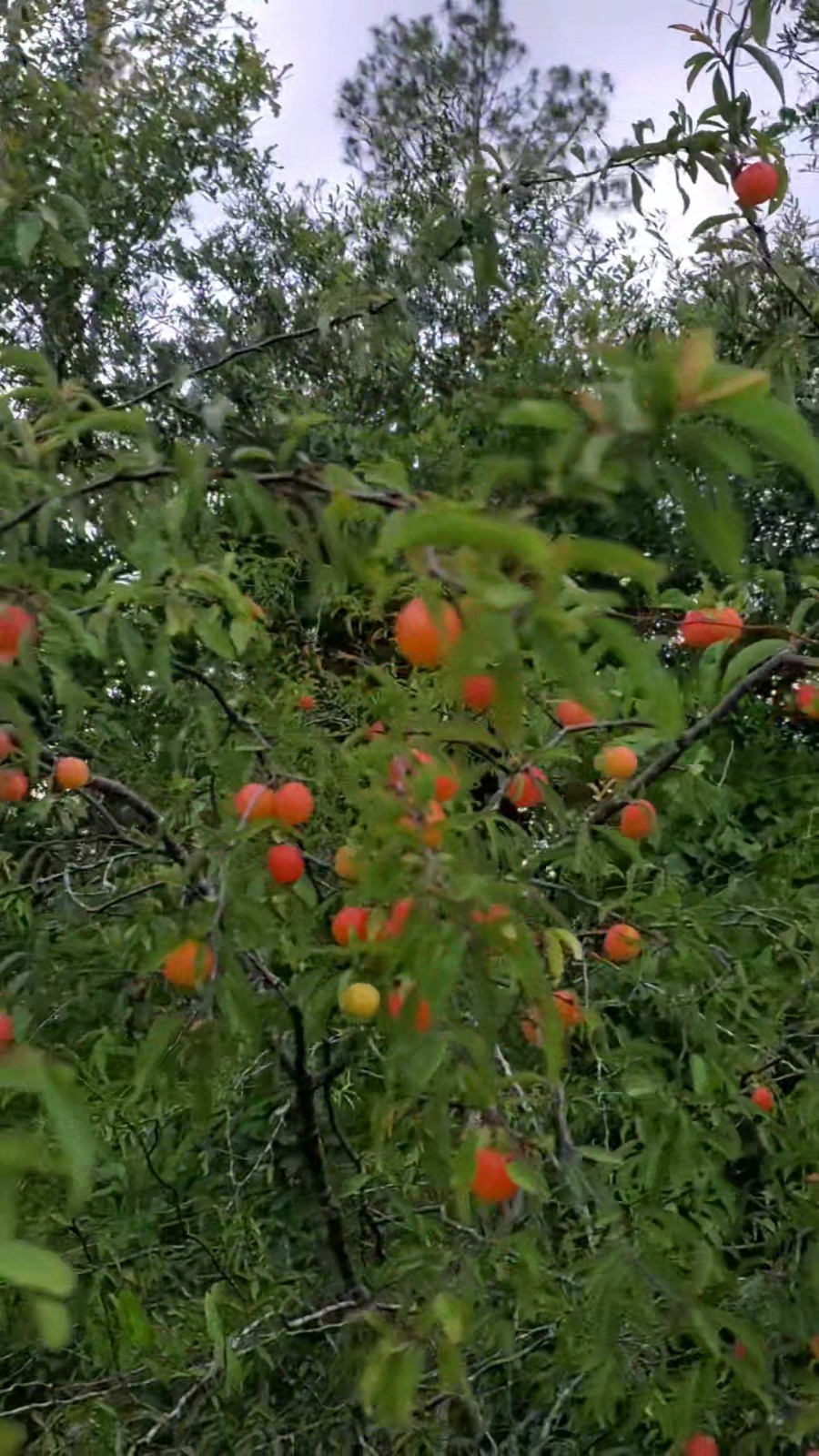10+ Chickasaw Plum Seeds – Fresh 2026 Harvest | Beyond Organic