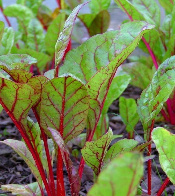 Rhubarb Red Swiss Chard Seeds 50 Ct Vegetable Garden Heirloom USA NON-GMO