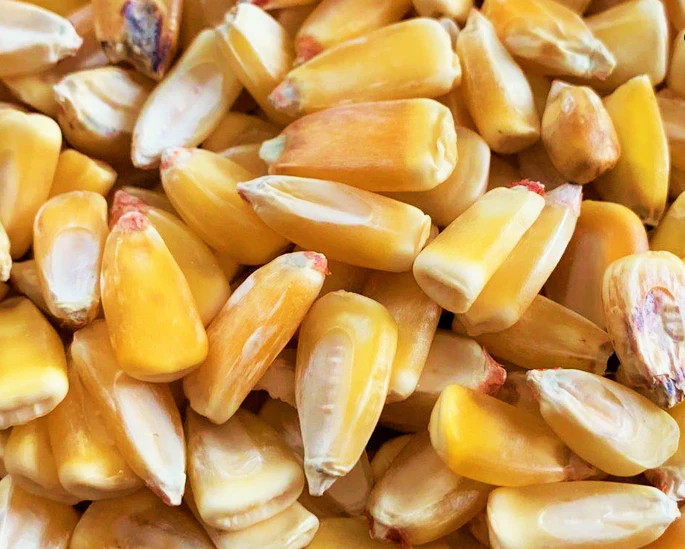 Reid’s Yellow Dent Corn Seeds – For 2025 Planting Open-Pollinated Yellow Flint