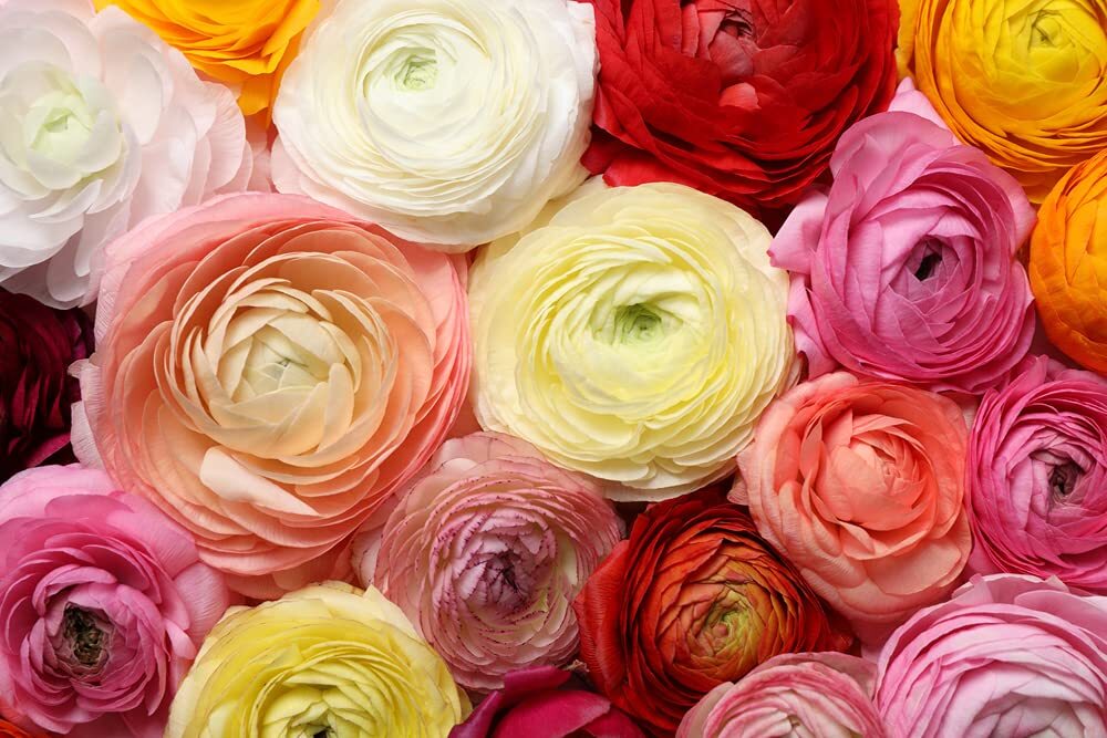 Dozen Mixed Peony Ranunculus Bulbs – Ships from Iowa – 12 Large Healthy Bulbs