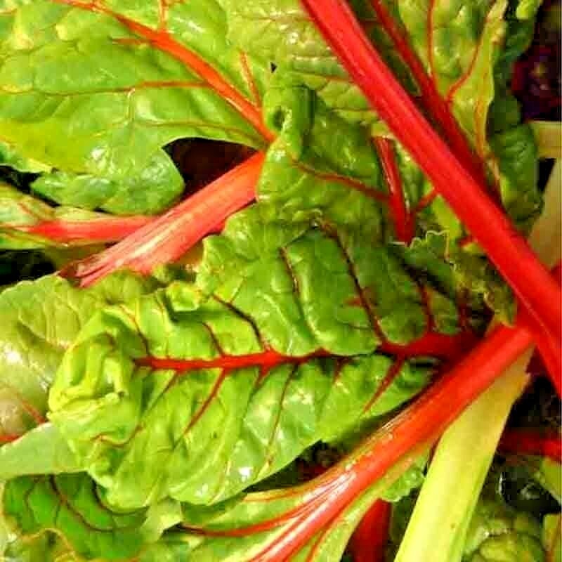 100 SWISS CHARD SPRING SALAD GARDEN VEGETABLE SEEDS HEIRLOOM MICROGREENS NON-GMO
