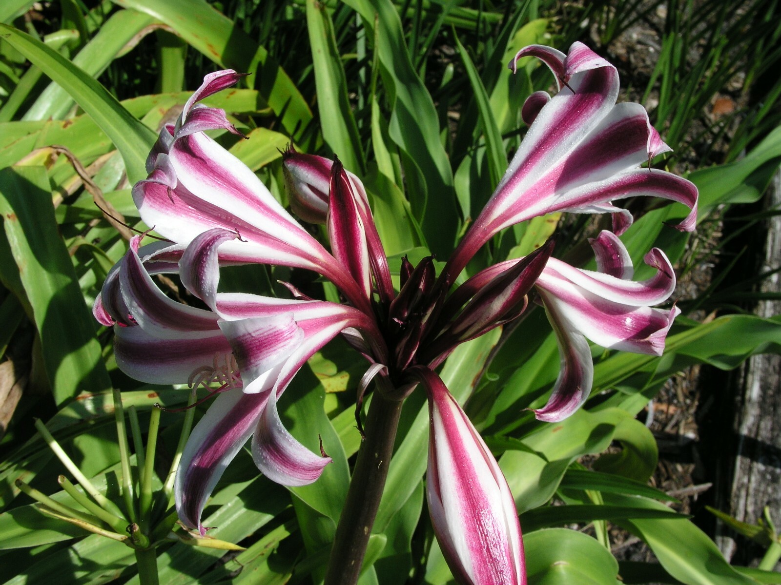 Crinum Lily, Zeylanicum, species, medium-size bulb, NEW