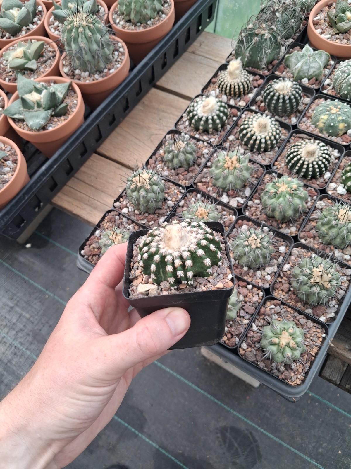 Discocactus hortsii BIG plant with cephalium US seller