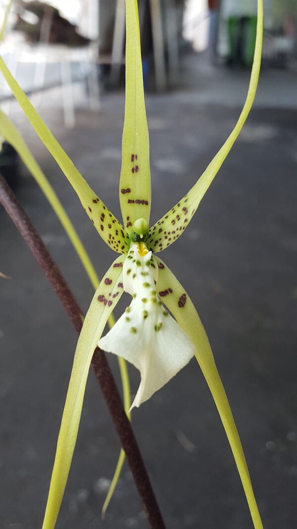 Brassia Daddy Long Legs ‘Fred Schwartz’ Live Orchid Plant 3B45
