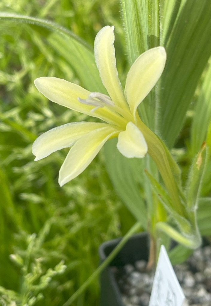 Bulbs A, CHOOSE 2: Babiana noctiflora, Gladiolus alatus, Moraea comptonii, more