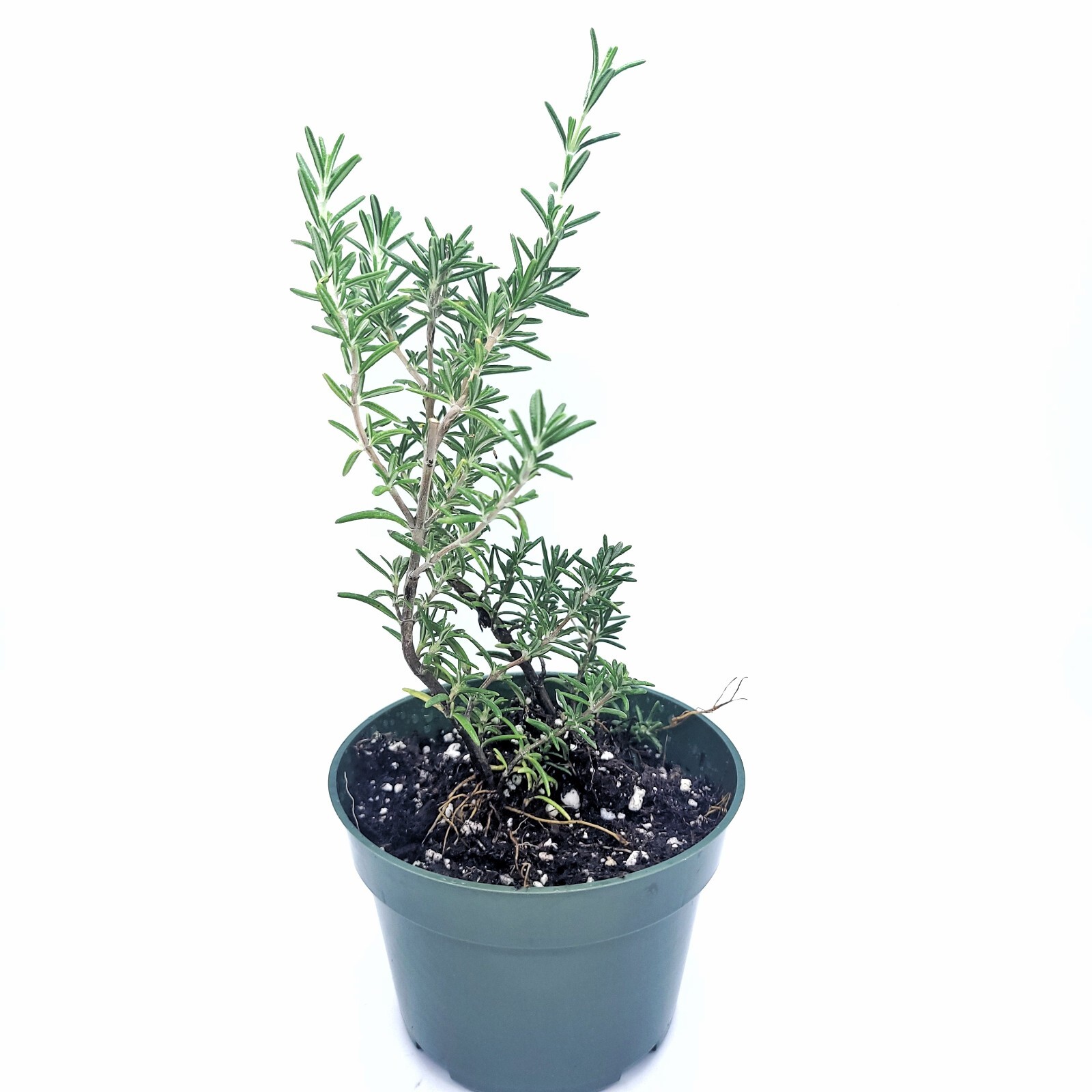 Rosemary Live Plant 4″ Pot With Soil – Fresh Fragrant Flowers (CA Seller)
