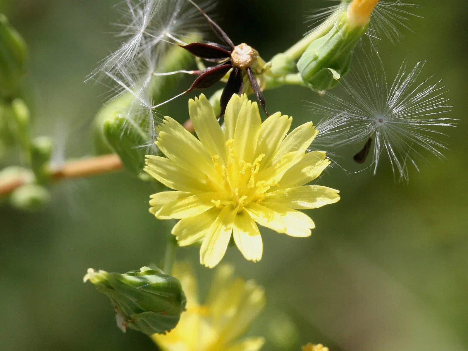 75+SEEDS Wild Prickly Lettuce Lactuca Virosa Medicinal Compass Pain Relief