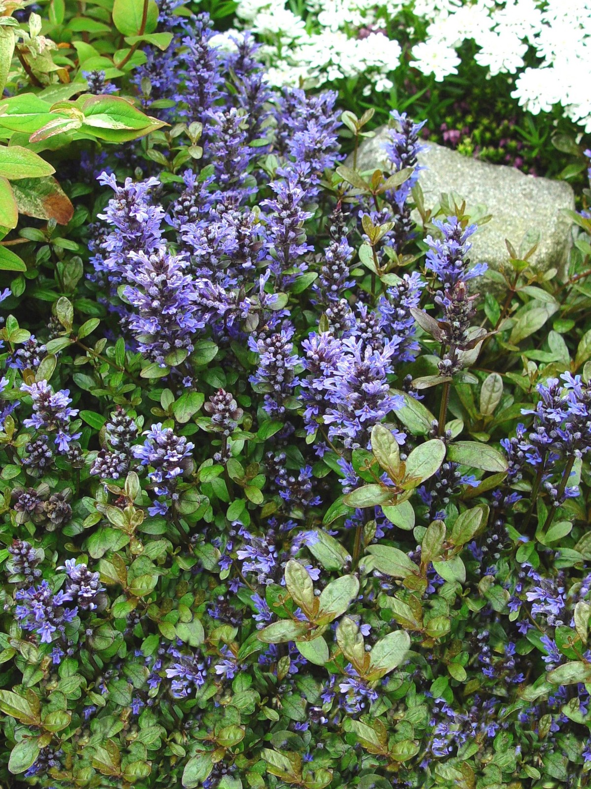 72 AJUGA CHOCOLATE CHIP Plants Vegetative Propagated By Cuttings Perennials AV
