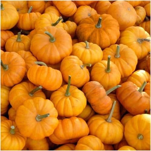 Spooky Mixture Pumpkin Seeds For Planting (Cucurbita pepo / maxima)