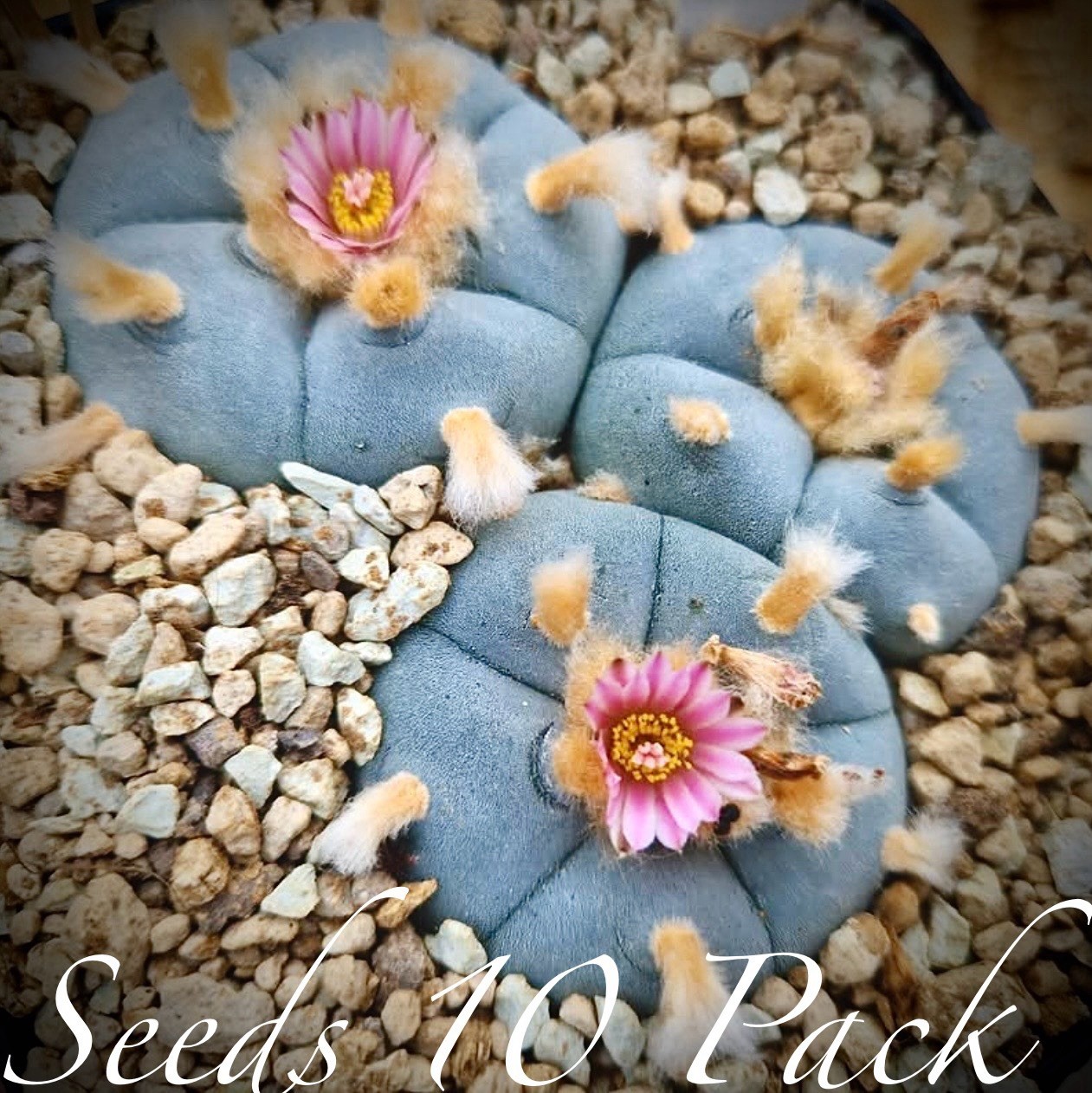 SEEDS (10pk) W Var. Presidio County X10 (Ten) US SELLER Cactus Mexico
