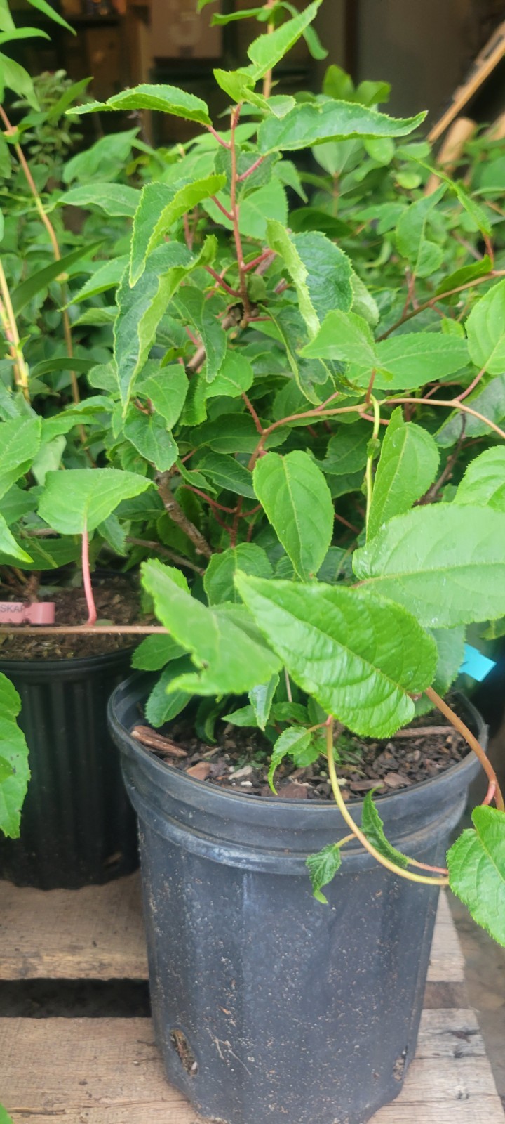 1 Kiwi Berry Female Anna Actinidia arguta 3yr Plant Zones 4-9 (Male Avail.)