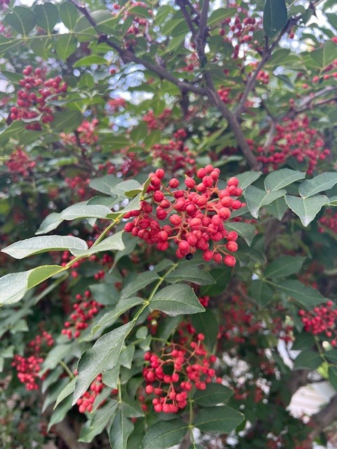 Fresh Sichuan Pepper Seeds, Zanthoxylum Simulans Seeds, Lot of 300+， 花椒 Seeds