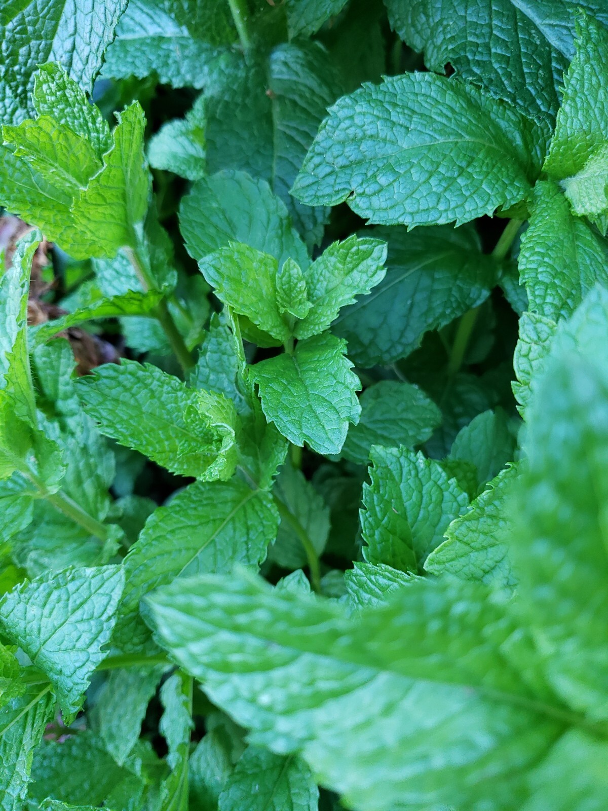 3 Live Peppermint 薄荷 edible aromatic herb plants bare roots healthy herb plant
