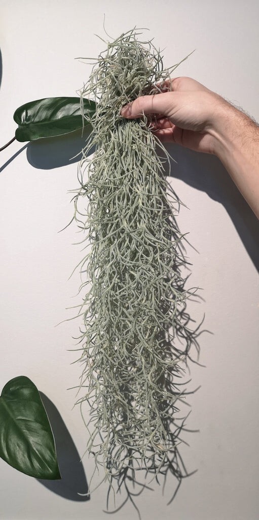 Spanish Moss – Live Spanish Moss Tillandsia Usneoides Hanging Air Plant Live.