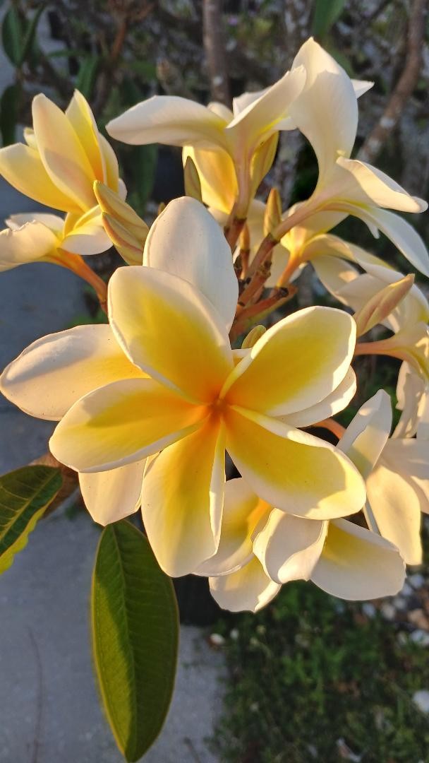 “BLAZING SUN HAWAII” PLUMERIA FRANGIPANI 12″ BLOOMING NOW FRESH CUT DAY OF ORDER