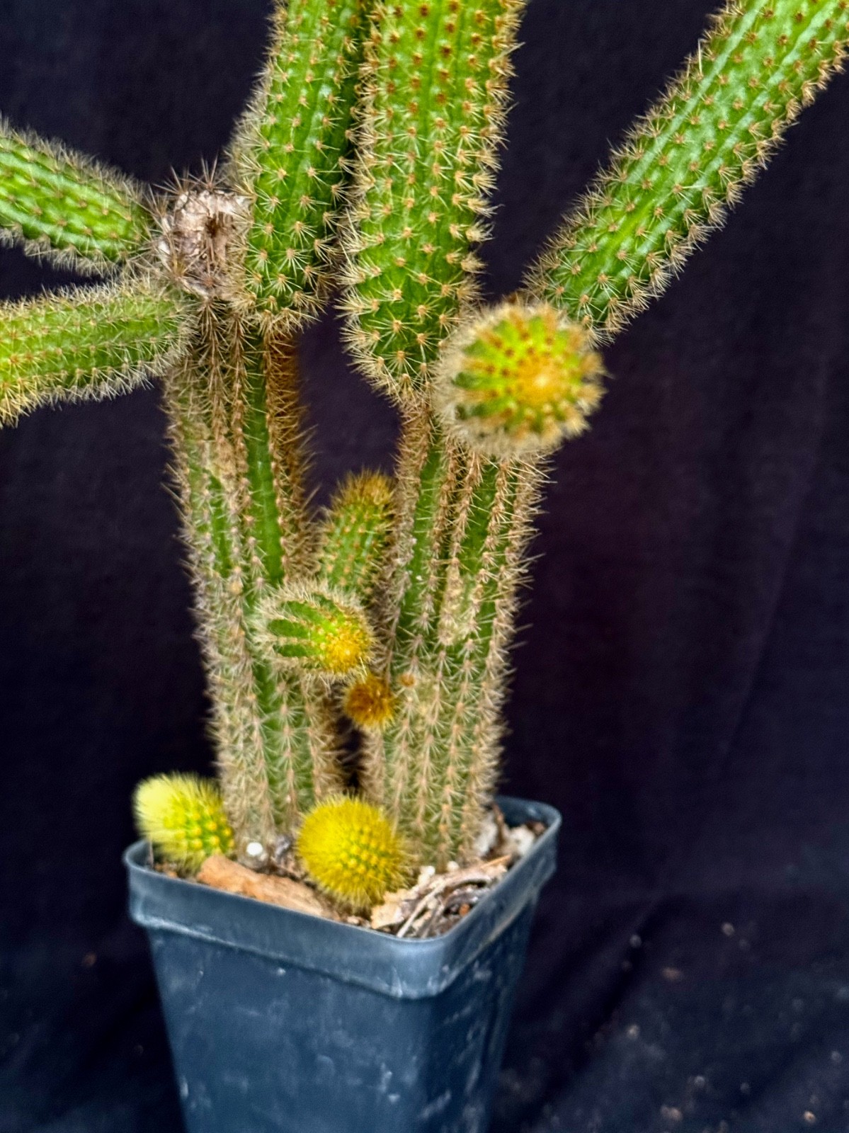 Winterocereus aureispinus, “Monkey tail” cactus plant