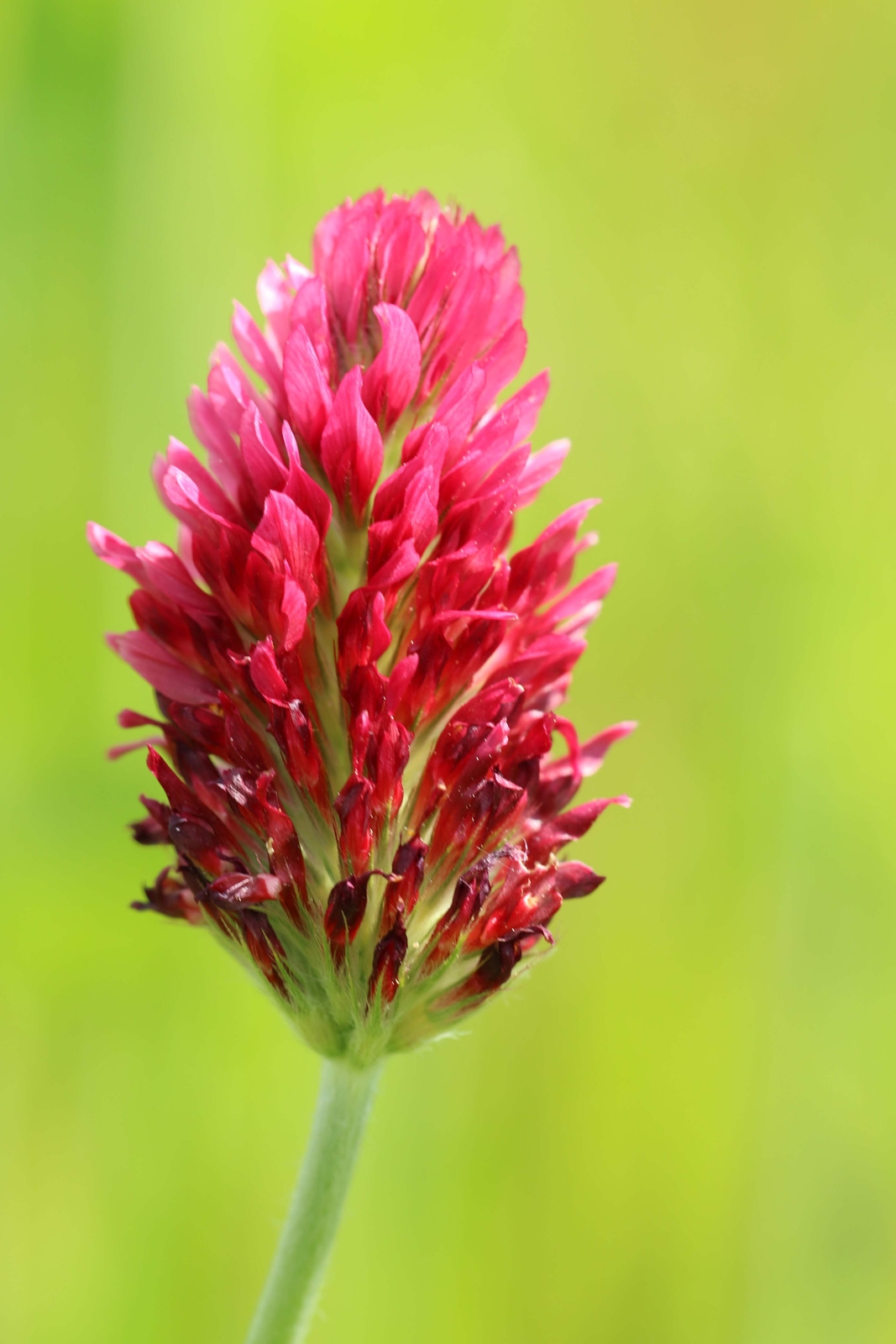 3000 CRIMSON CLOVER Carnation, French, Italian Trifolium Incarnatum Flower Seeds