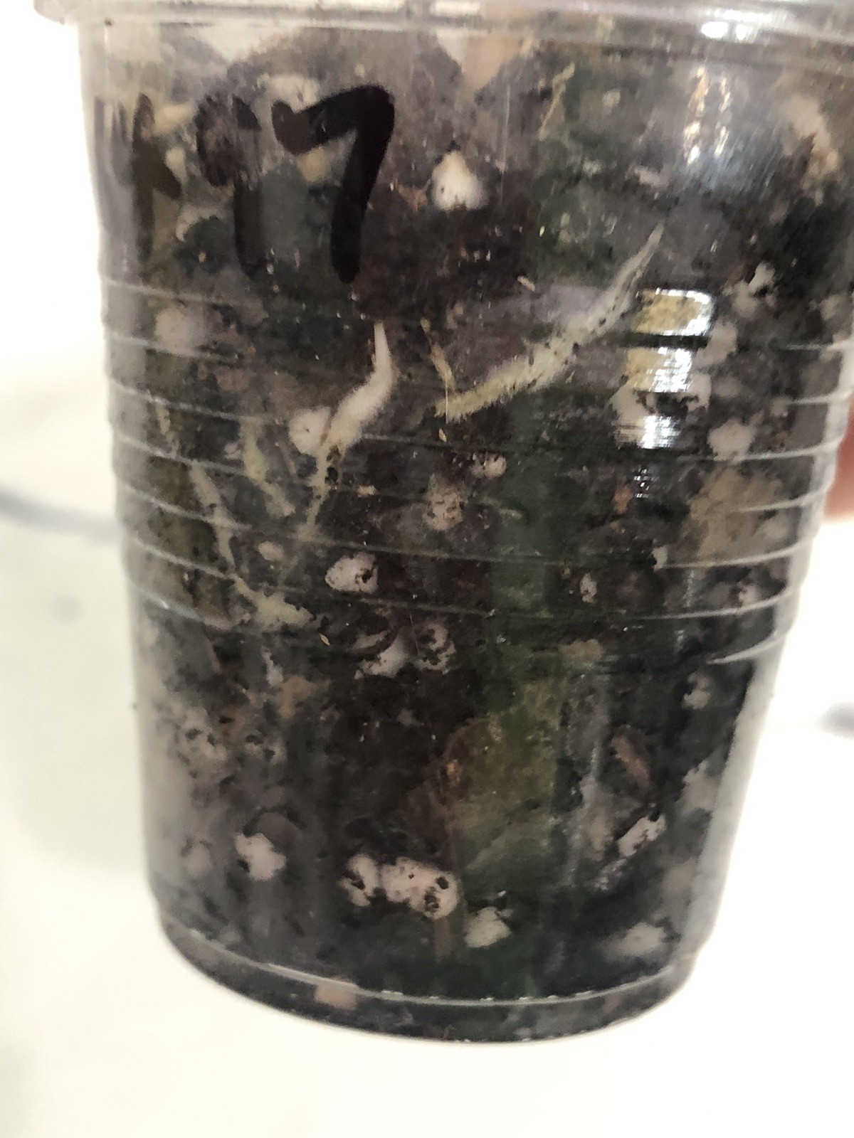 HOYA BENGKULU RINDU RAFFLESIA