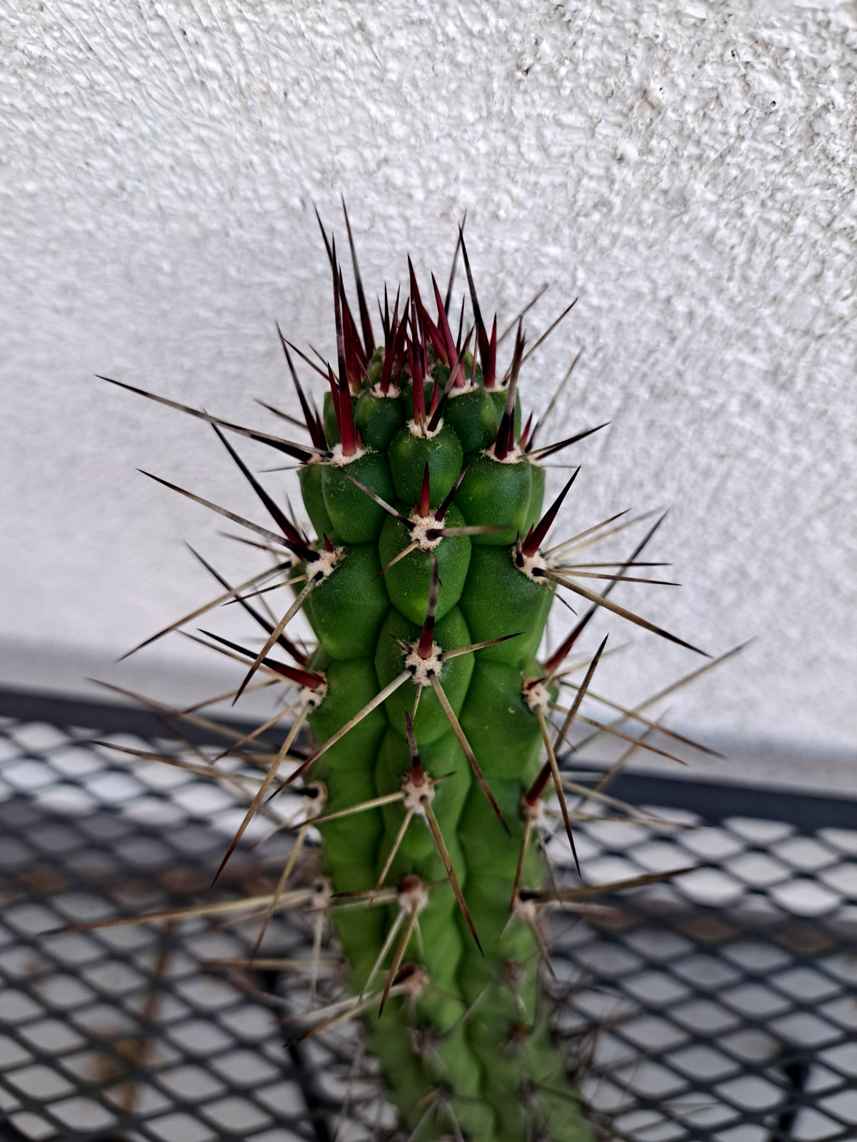 Rauhocereus Riosaniensis Jaenensis Cactus Cutting H10 ^726