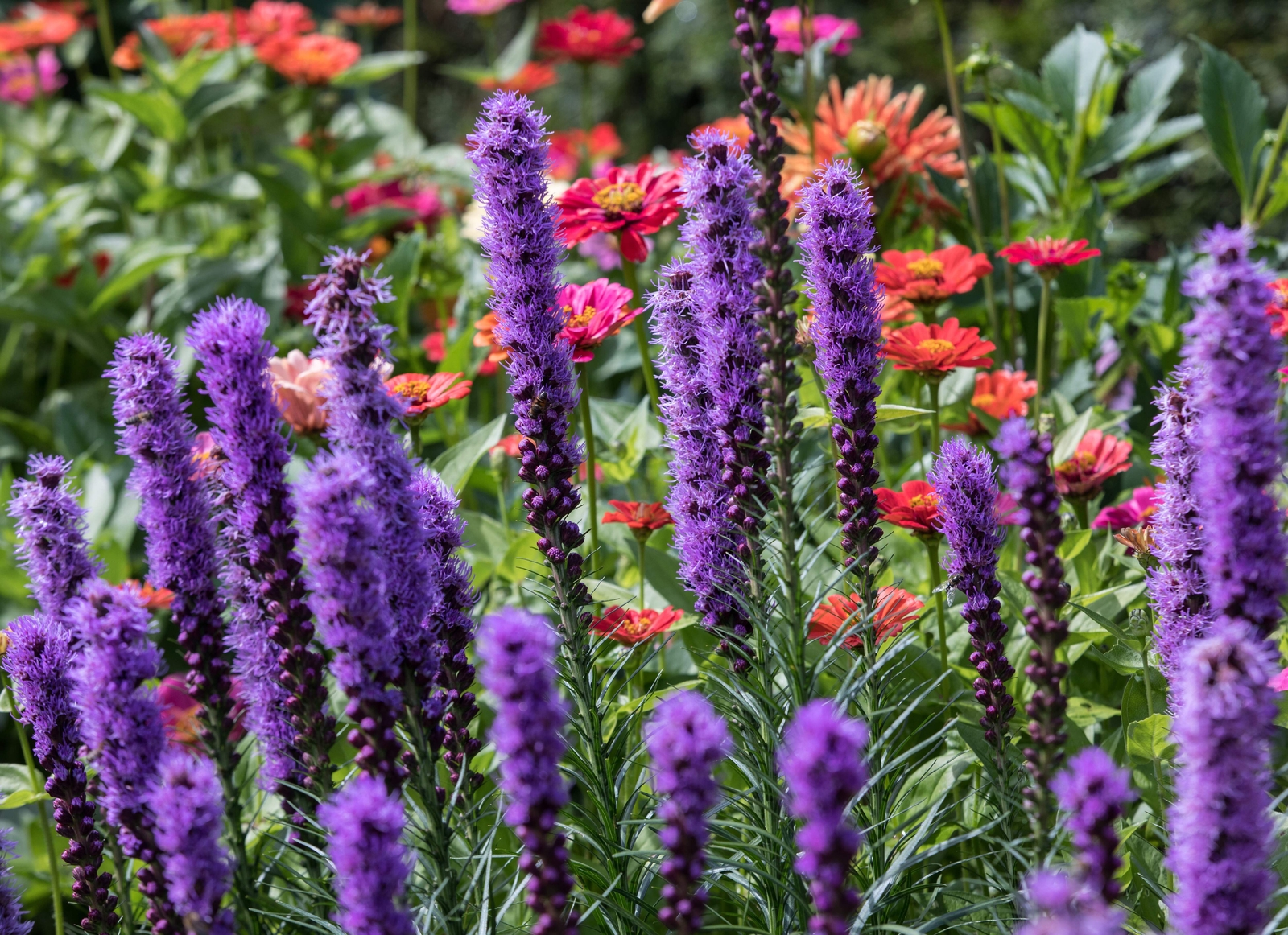 500 PURPLE BLAZING STAR GAYFEATHER LIATRIS Spicata Flower Seeds *Flat S/H