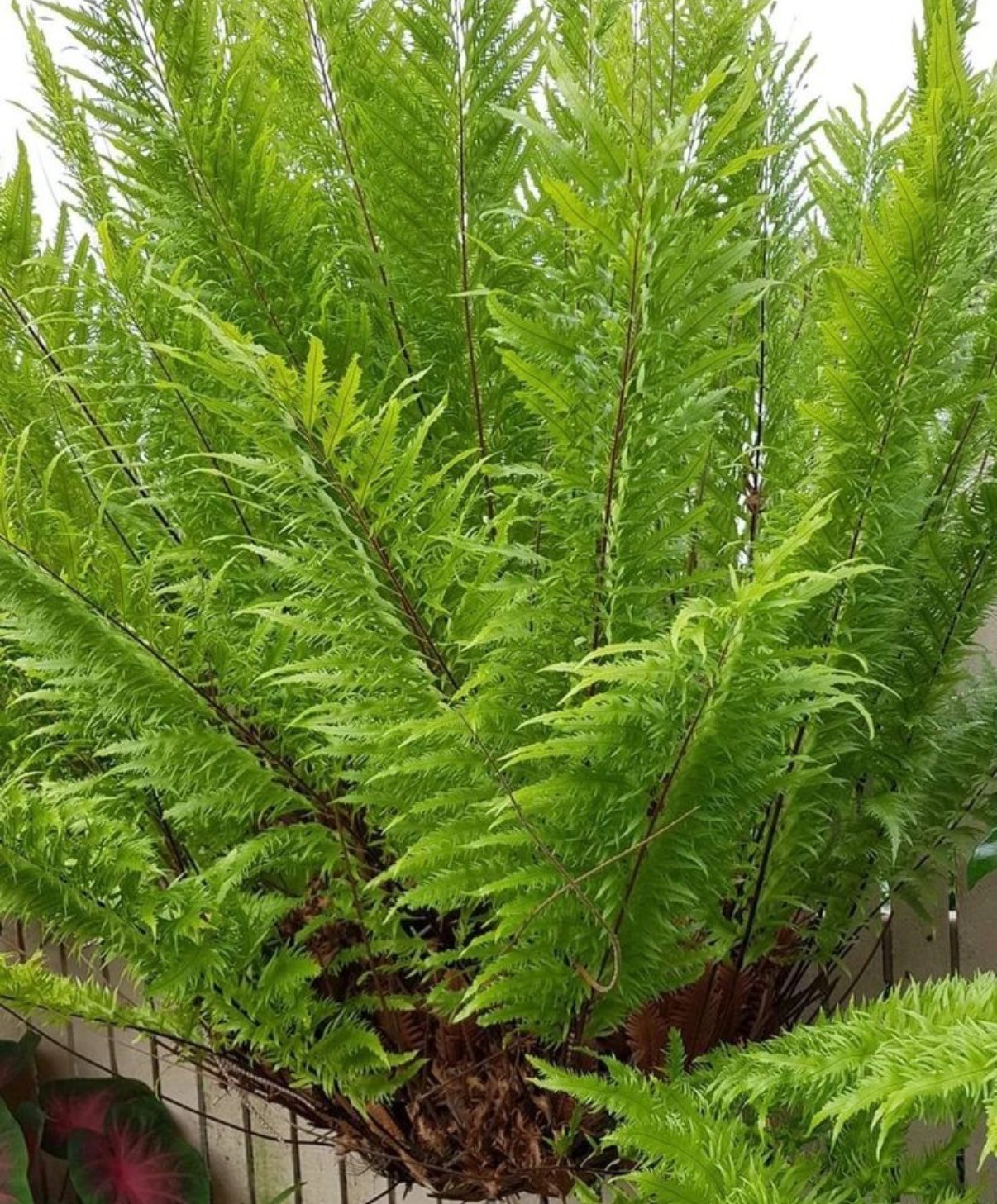 DRYNARIA RIGIDULA var WHITEI Size B- not staghorn or platycerium fern tropical