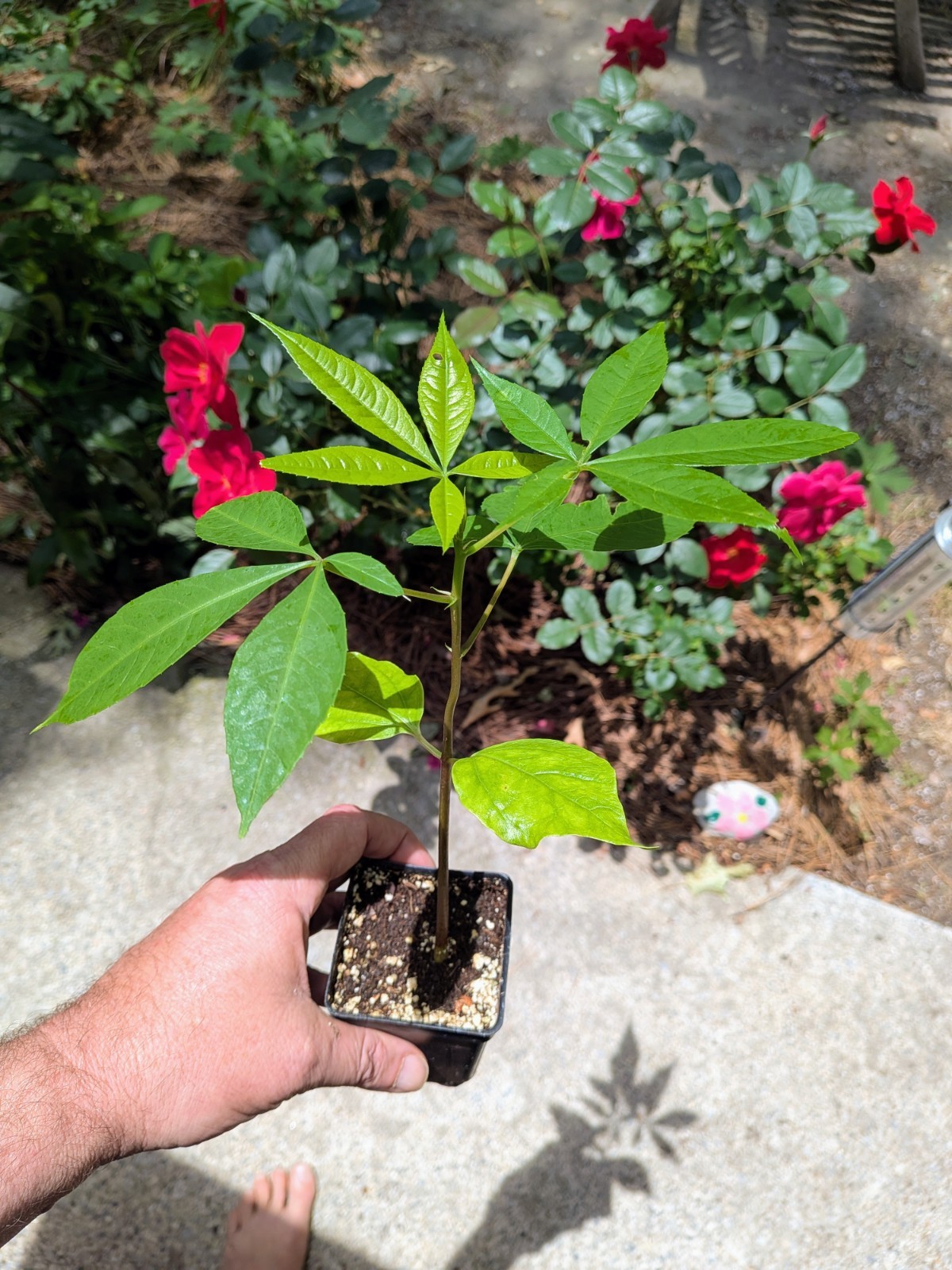 Chorisia Ceiba Speciosa Silk Floss Tree Seedling 3″ pot 6 – 8″ tall live tree!