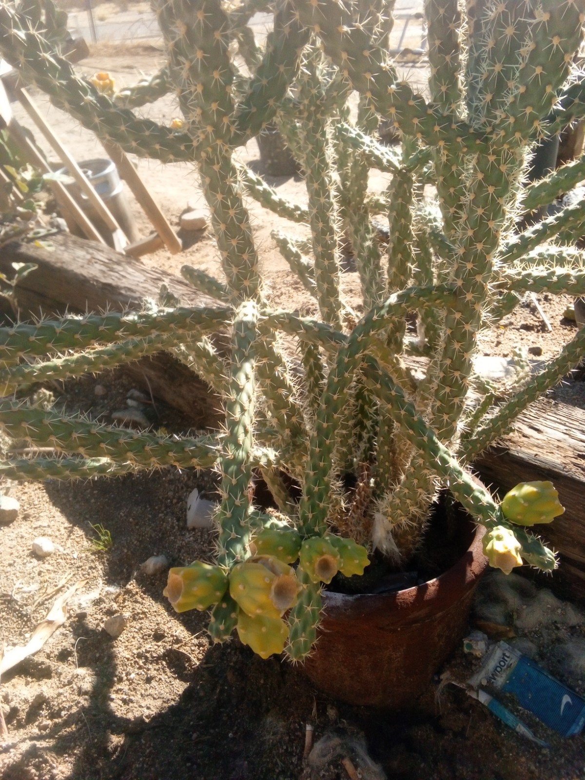 Live Cholla Plants Whole Medium