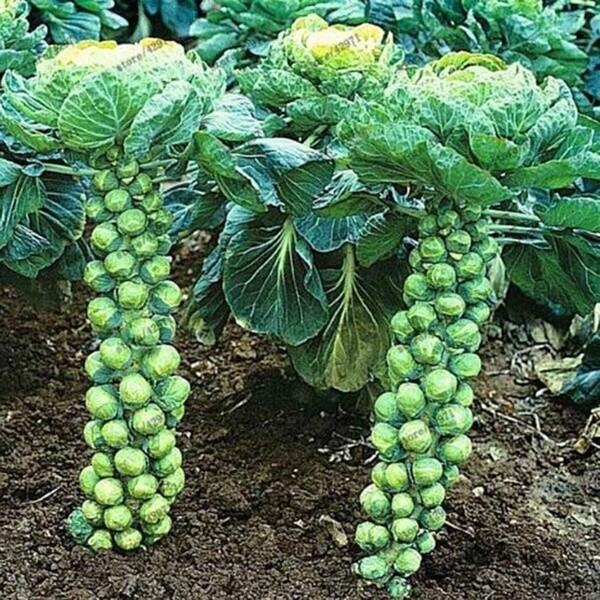 (Medium Garden) Survival Garden Emergency Food Seeds 36 kinds Heirloom USA Seeds