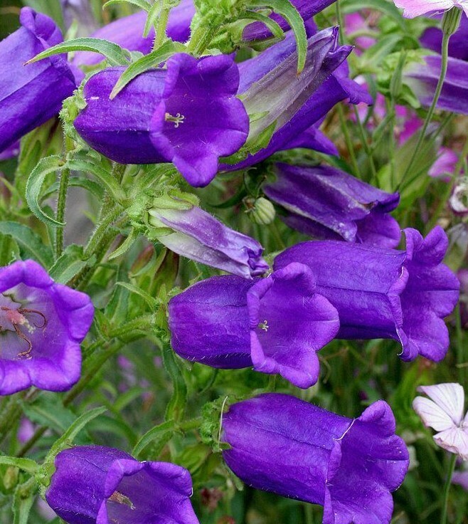 300 seeds PURPLE CANTERBURY BELLS CAMPANULA hummingbird organic +gift