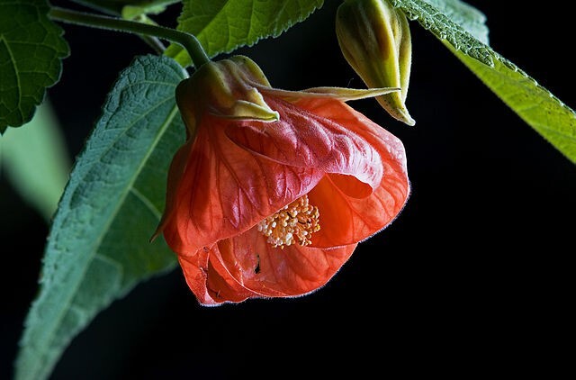 CHINESE LANTERN Seeds *FREE Shipping!* 25 Abutilon x hybridum Shrub Tree Seeds