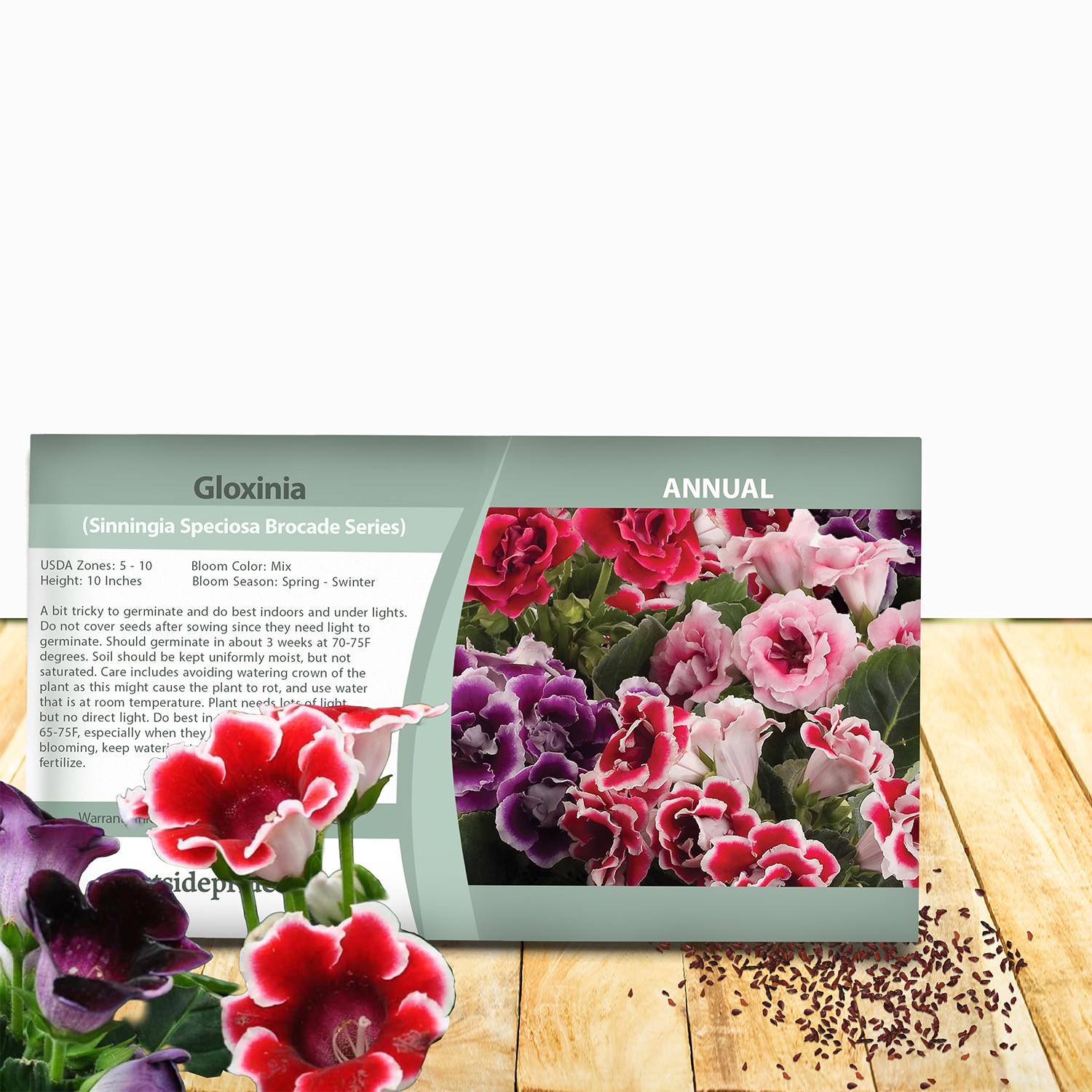 25 Seeds Gloxinia Seeds – Florist’s Gloxinia Sinningia Speciosa Flower Seed