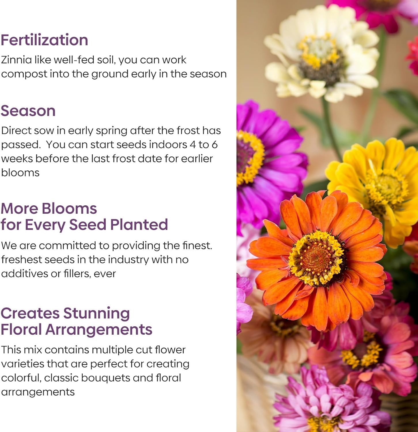 Beautiful Zinnia Seeds Mix – Over 3,000 Seeds in Pink, Yellow, Orange & More