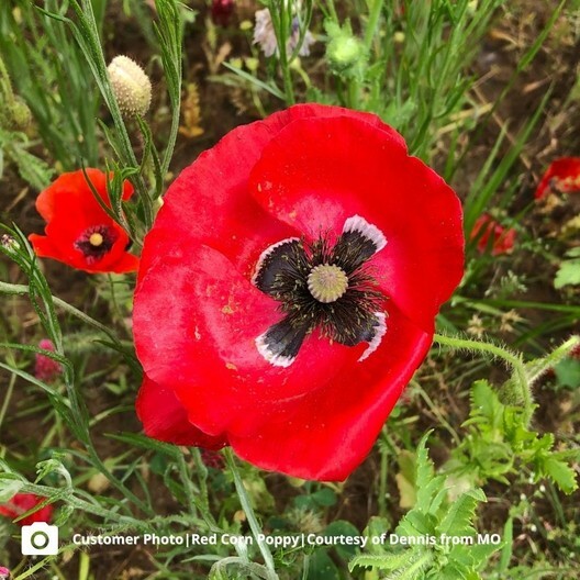 HYSSOP & RED CORN POPPY Seed Mix. Red and Blue Summer Blooms Non-GMO 600 Seeds!