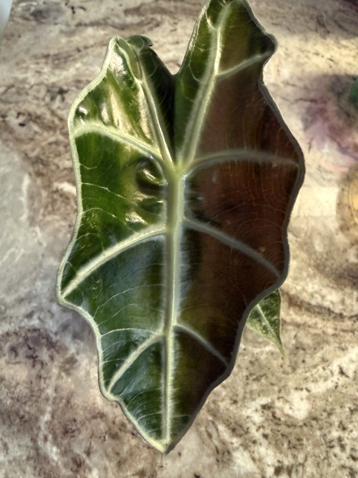Pink Polly Ghost Mint Alocasia