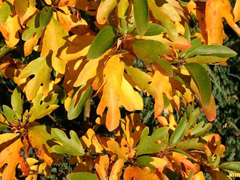 1 Sassafras Tree 12-24″ Tall Sassafras albidum Bare Root