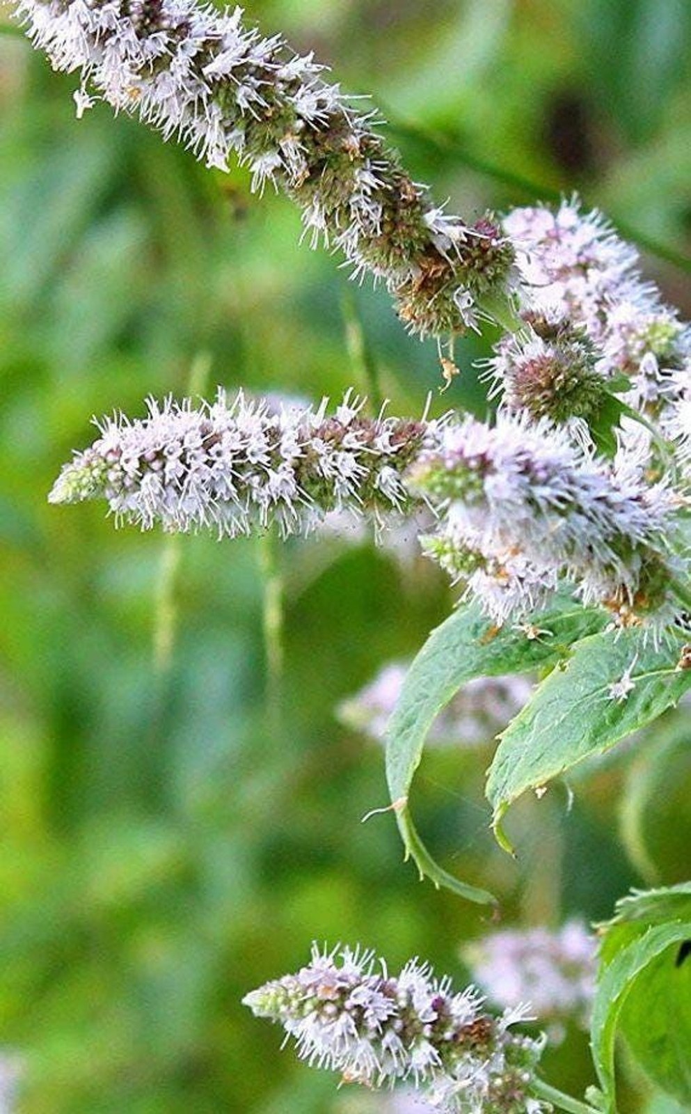 Peppermint Plant Lot of 2 Perennial Bare Root Live Plants Herbs Starter Plants