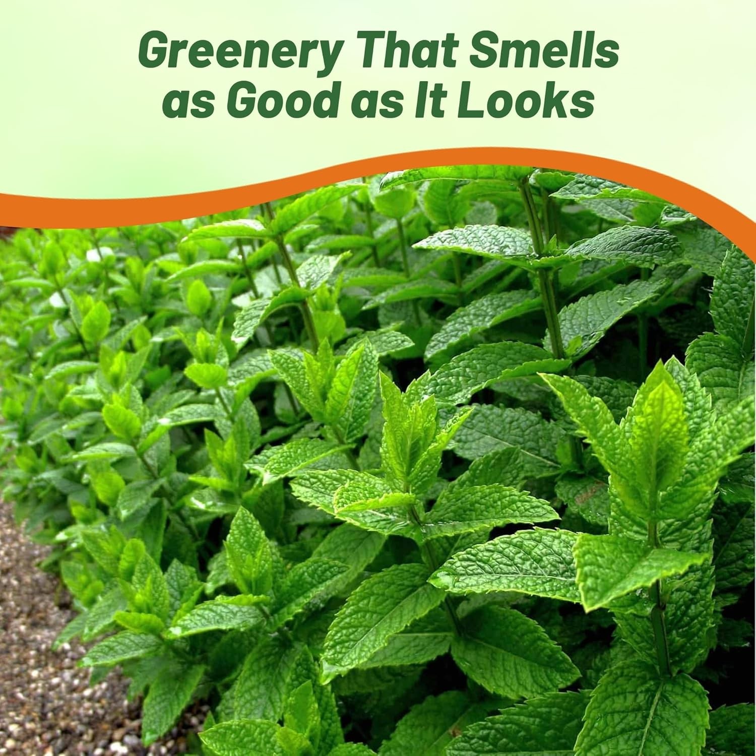 10000 Seeds Peppermint Seed – Mentha Piperita Herb Seeds