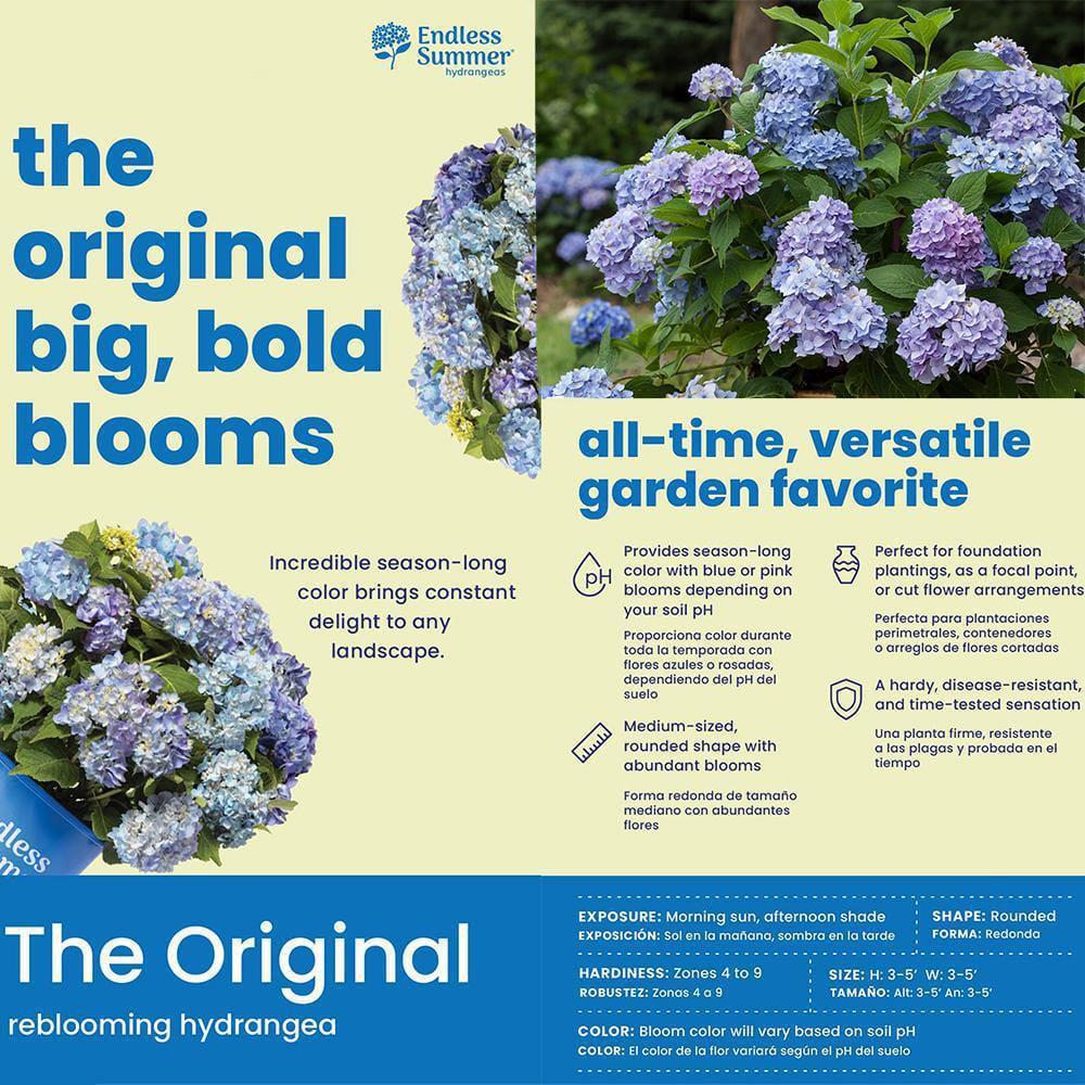 Endless Summer 1 Gal. Original Reblooming Hydrangea Shrub Pink/Blue Flowers