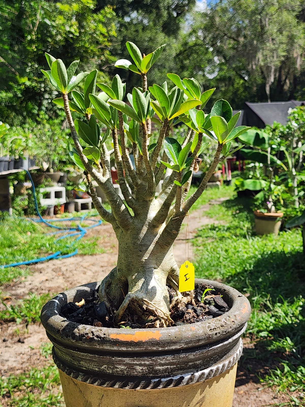 #H…Adenium THAI SOKO Desert Rose… torpedo !! Plant perfect for bonsai