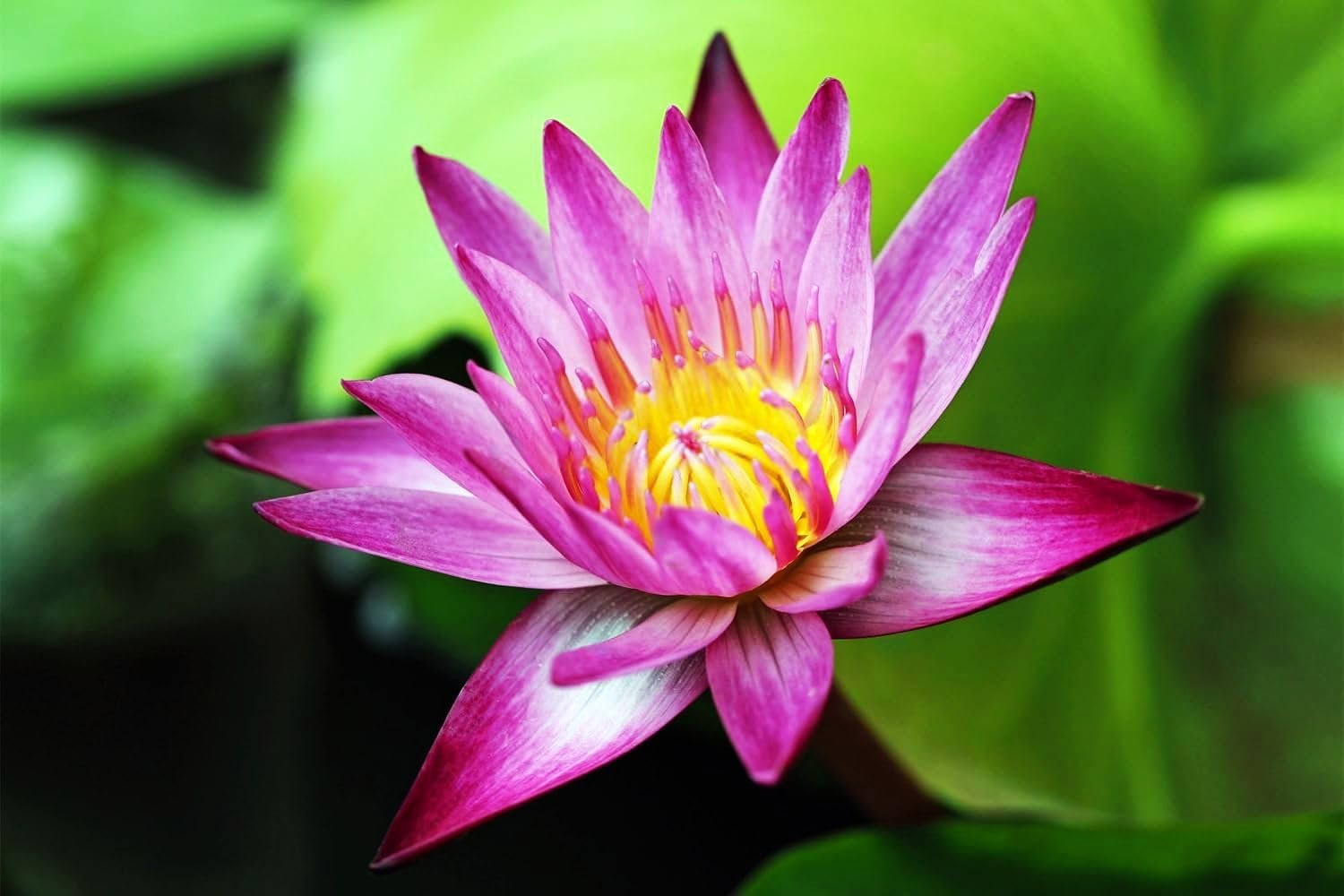 30 Mixed Miniature Water Lily & Lotus Seeds Vibrant Blooms Bowls & Ponds white