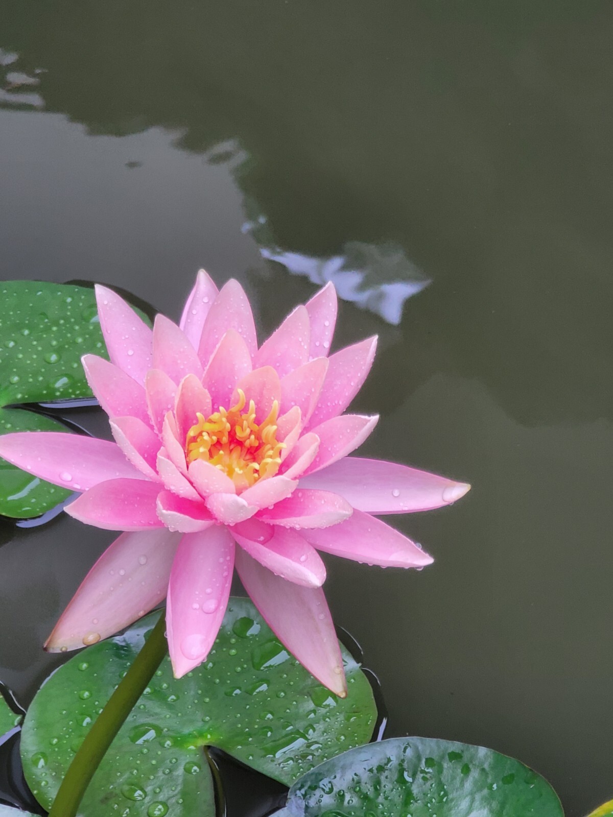 Live Nymphaea Hardy Hawaiian Angelskin Waterlily Aquatic Pond Plant with Rhizome