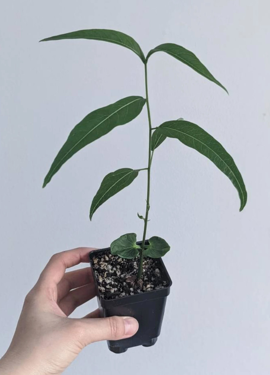 Bonsai Tree Starter Seedling Live Caudex Plant Baobab Boab Bottle Tree