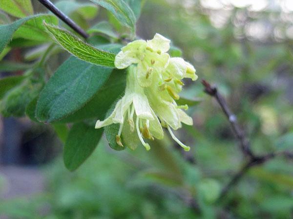 Lonicera caerulea var. edulis | Fly or Blue Honeysuckle | 10 Seeds