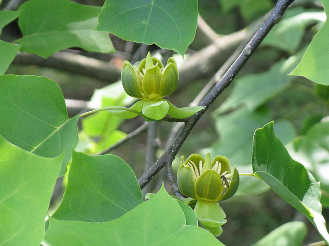 1-2000 PCS Chinese Tulip Tree Seeds Liriodendron Chinense Yellow Flower 0159